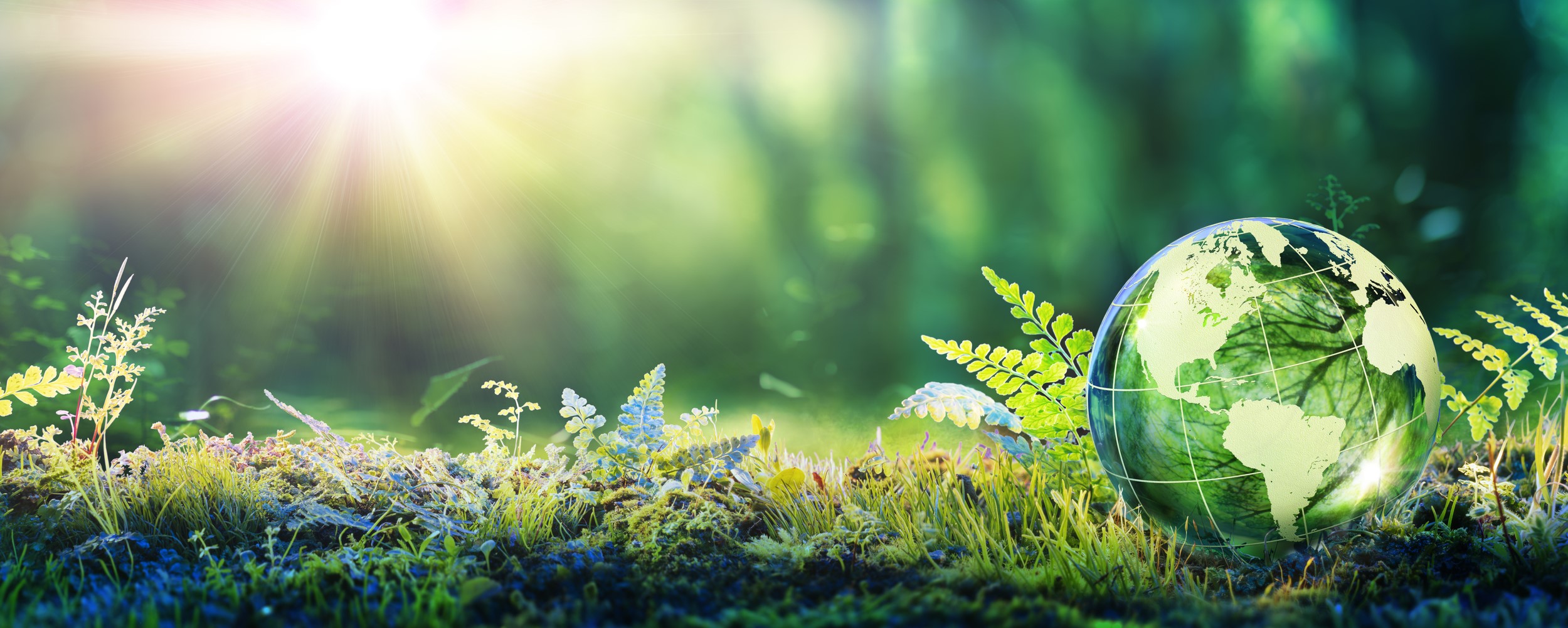 Sonnenlicht bricht durch eine von Farnen bewachsene Wiese, im Fokus ist ein transparenter Globus, in dem sich der Wald spiegelt