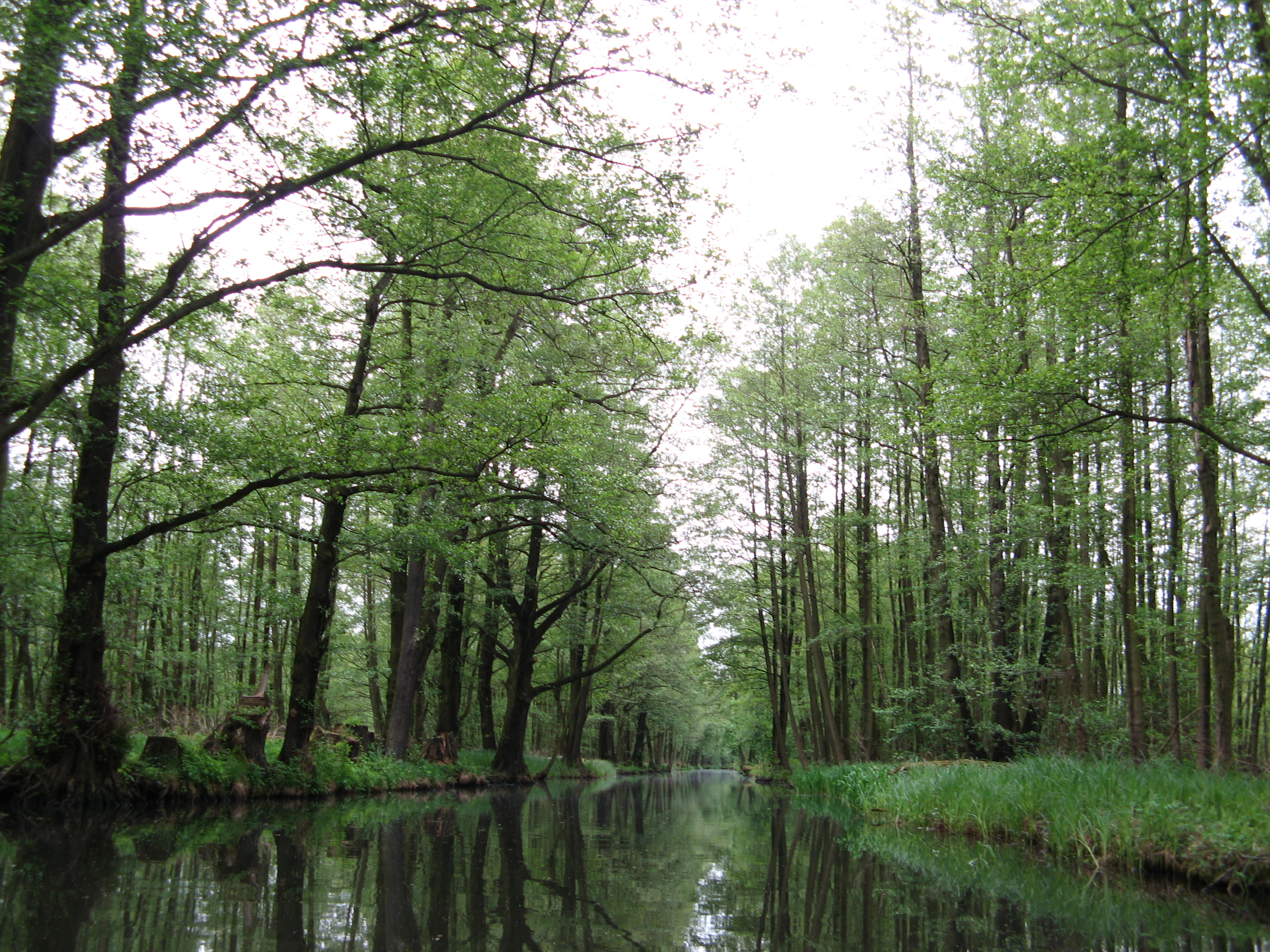 Spreewald, Ökosysteme